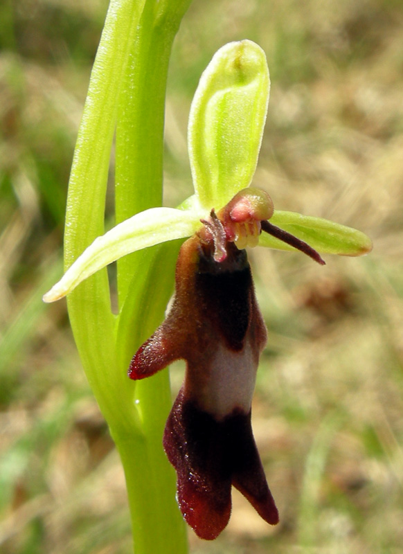 Orchidee del Chianti